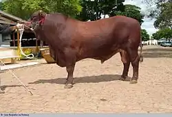 Taureau rouge charpenté à bosse de zébu.