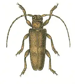 Saperda carcharias.