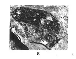 Saperda densipunctata 1937 N. Théobald Holotype éch. R800 x 3 p. 183 pl. III Insectes du Sannoisien de Kleinkembs.