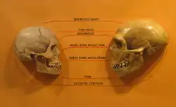  Comparaison d’un crâne d’homme de Neandertal (à droite) avec un crâne d'homme moderne (à gauche)