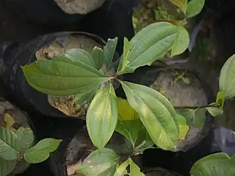 Description de l'image Sapling Cinnamomum bejolghota P1140258 02.jpg.