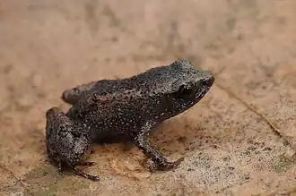 Description de l'image Sapo-de-folhiço - Adelophryne mucronatus.jpg.