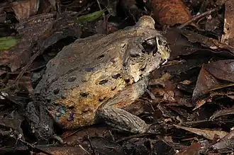 Description de cette image, également commentée ci-après