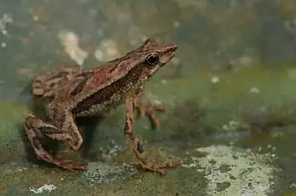 Description de l'image Sapo - de - bromélia - Dendrophryniscus brevipollicatus.jpg.