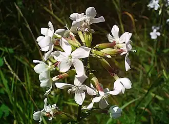 Saponaire officinale