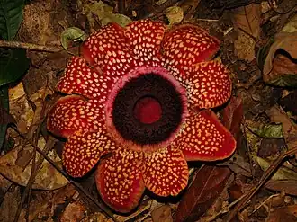 Description de cette image, également commentée ci-après