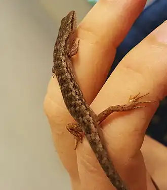 Description de l'image Sapro.jpg.