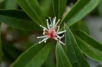 Sarcococca hookeriana var. digyna