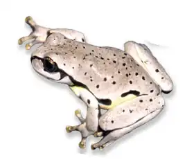 Description de l'image Sarcohyla calthula (=Sarcohyla labeculata).png.