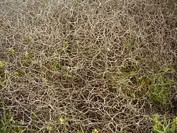 Réseaux dense d’épines.