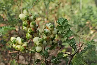 Feuille pennée, fruits immatures.
