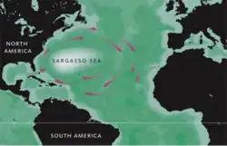 Image illustrative de l’article Mer des Sargasses
