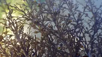 Bordure d'une « canopée » de sargasses (propice à un réchauffement local de l'eau à marée basse) .