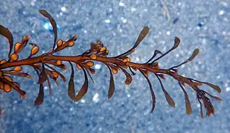 Extrémité d'une fronde de sargasse.