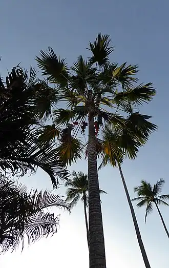 Saribus rotundifolius.