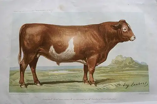 Le Bœuf Gras Sarlabot IV.