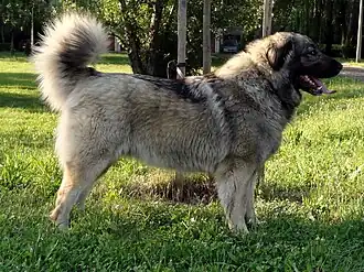 Chien de berger yougoslave de Charplanina.