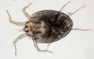 Sarraceniopus gibsoni, une espèce d'acarien vivant dans les feuilles de S. purpurea.