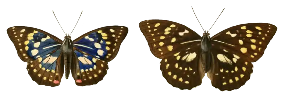 Papillon mâle (à gauche) et femelle (à droite).