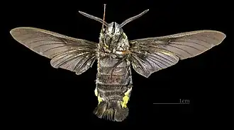 Description de cette image, également commentée ci-après