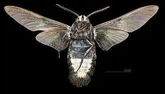 Face ventrale du mâle (coll.MHNT)