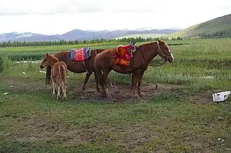 Photographie de chevaux roux sellés, l'un d'eux est proche d'un poulain