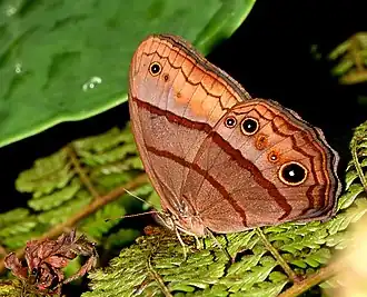 Description de l'image Satyrotaygetis satyrina 2551670.jpg.