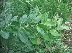 Salix auritaDétail d'une branche.