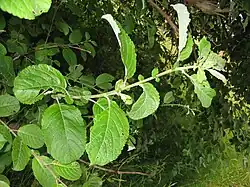 Salix auritaGros plan des feuilles.