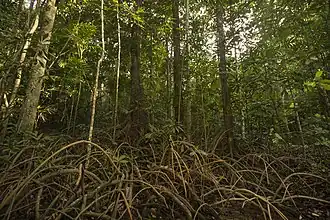 Tapis forestier d'un marécage myristica, un type de zone humide particulier aux Ghats. Forêt de Kathlekan, Karnataka.