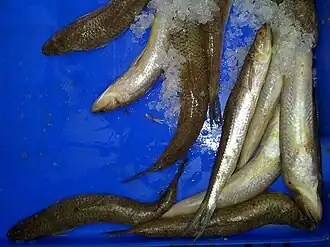 Description de l'image Saurida lessepsianus.jpg.