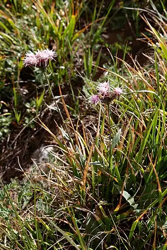 Description de l'image Saussurea salsa (Asteraceae) (33385557325).jpg.