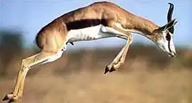 Antilope springbok, emblème animal de l'Afrique du Sud.