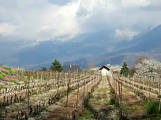 Image illustrative de l’article Vin des Allobroges