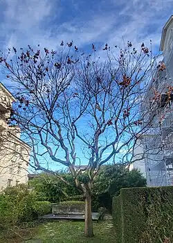 Arbre au port étalé ayant perdu ses feuilles