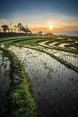 Rizières en terrasse près de Lawang