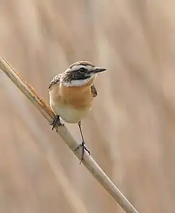 le traquet tarier ou tarier des prés