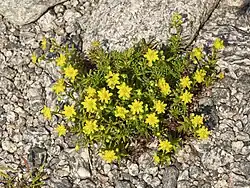 Petites fleurs aux pétales jaunes plantées dans un sol caillouteux.
