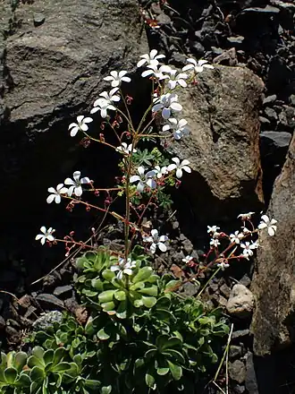 Description de l'image Saxifraga cotyledon kz01.jpg.