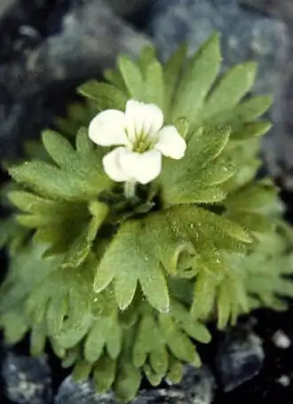 Description de l'image Saxifraga pedemontana ssp cymosa.jpg.
