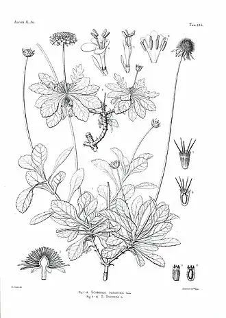 Description de l'image Scabiosa farinosa.jpg.