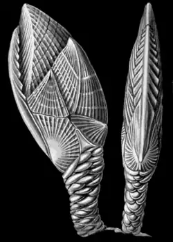 Scalpellum vitreum dessiné par Ernst Haeckel.