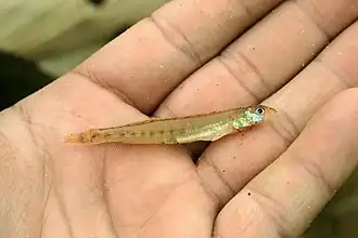 Description de l'image Scaly sand darter (Ammocrypta vivax).jpg.