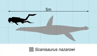 Diagramme comparant la taille de Scanisaurus (montré en gris clair) à celui d'un homme (montré en noir dans une tenue de plongée).