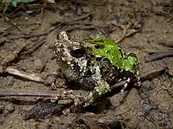 Scaphiophryne marmorata