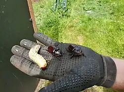 Scarabée rhinocéros, larve, mâle et femelle, taille comparative