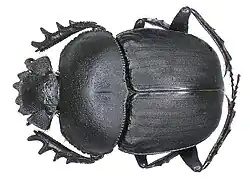 Scarabaeus ambiguus&nbsp;(sv).