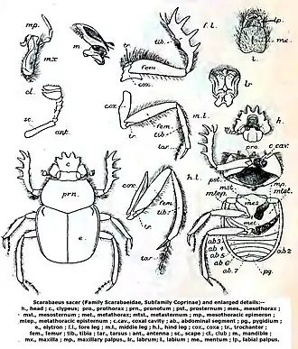Description de l'image Scarabaeus sacer From G J Arrow.JPG.