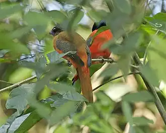 Description de l'image Scarlet-rumped Trogon (Harpactes duvaucelii) - pair.jpg.