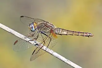 Crocothemis erythraea femelle en Bulgarie. Juillet 2017.